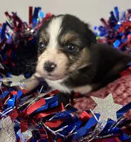 Tate, a male Australian Shepherd for sale in Sanford, FL – 2 of 5