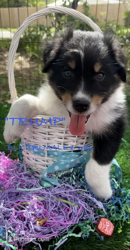 Trump – Australian Shepherd puppy for sale in Sanford, FL