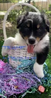 Trump, a male Australian Shepherd for sale in Sanford, FL – Photo 1 of 10