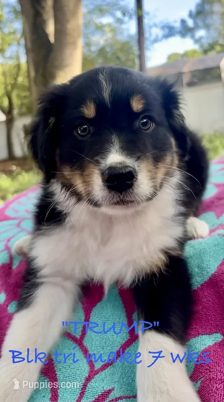 Trump – Australian Shepherd puppy for sale in Sanford, FL