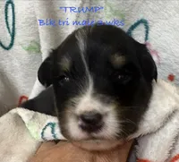 Trump, a male Australian Shepherd for sale in Sanford, FL – Photo 5 of 10
