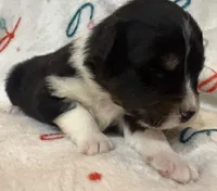 Trump, a male Australian Shepherd for sale in Sanford, FL – Photo 6 of 10