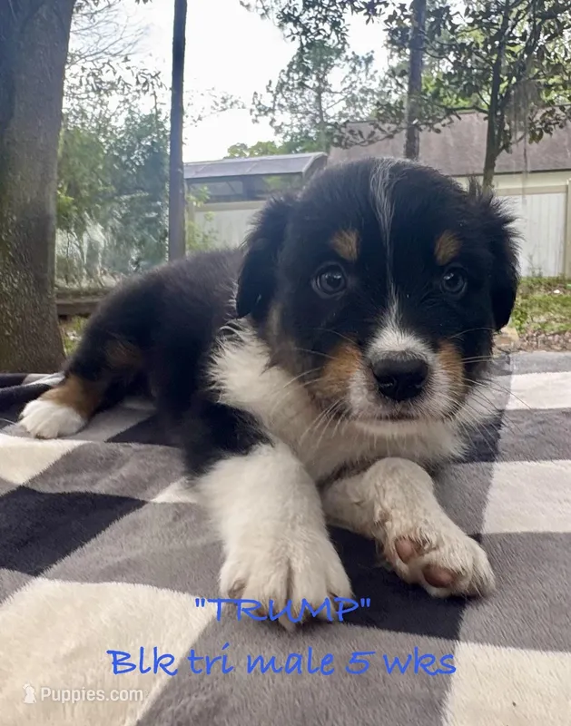 Trump – Australian Shepherd puppy for sale in Sanford, FL