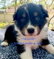 Trump, a male Australian Shepherd for sale in Sanford, FL – Photo 4 of 10