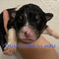 Trump, a male Australian Shepherd for sale in Sanford, FL – Photo 8 of 10