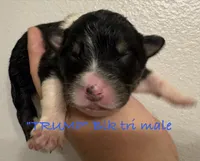 Trump, a male Australian Shepherd for sale in Sanford, FL – Photo 1 of 3