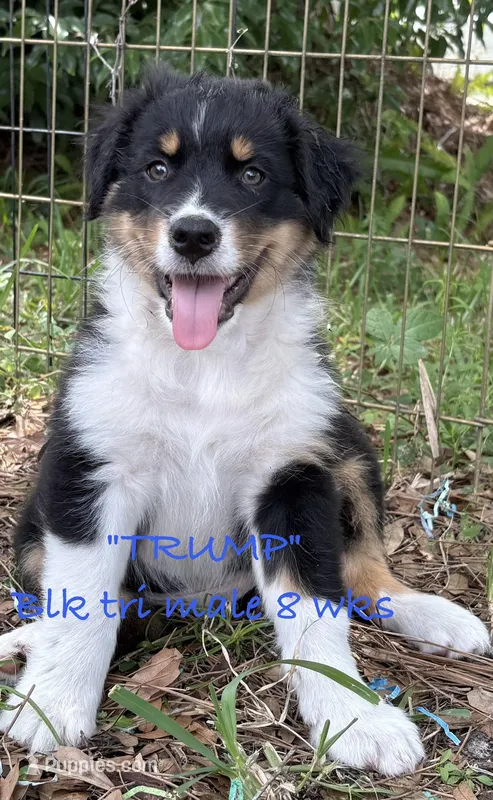 Trump – Australian Shepherd puppy for sale in Sanford, FL