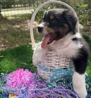Trump, a male Australian Shepherd for sale in Sanford, FL – Photo 2 of 10