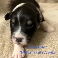 Trump, a male Australian Shepherd for sale in Sanford, FL – Photo 7 of 10