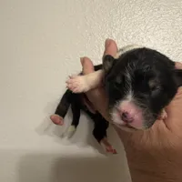 Trump, a male Australian Shepherd for sale in Sanford, FL – Photo 9 of 10