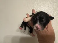 Trump, a male Australian Shepherd for sale in Sanford, FL – Photo 2 of 3