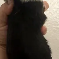 Trump, a male Australian Shepherd for sale in Sanford, FL – Photo 10 of 10