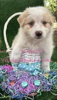 Nancy, a female Australian Shepherd for sale in Sanford, FL – 6 of 6