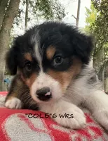Cole, a male Australian Shepherd for sale in Sanford, FL – 5 of 10