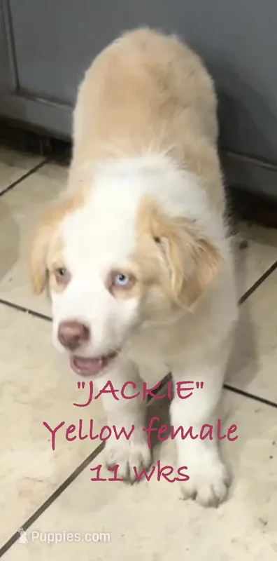 Jackie – Australian Shepherd puppy for sale in Sanford, FL