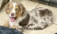 Reagan, a male Australian Shepherd for sale in Sanford, FL – 1 of 10