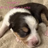 MARY, a female Australian Shepherd for sale in Sanford, FL – Photo 9 of 10