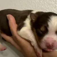 MARY, a female Australian Shepherd for sale in Sanford, FL – Photo 10 of 10