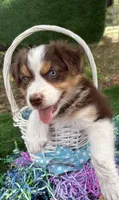 MARY, a female Australian Shepherd for sale in Sanford, FL – Photo 2 of 10