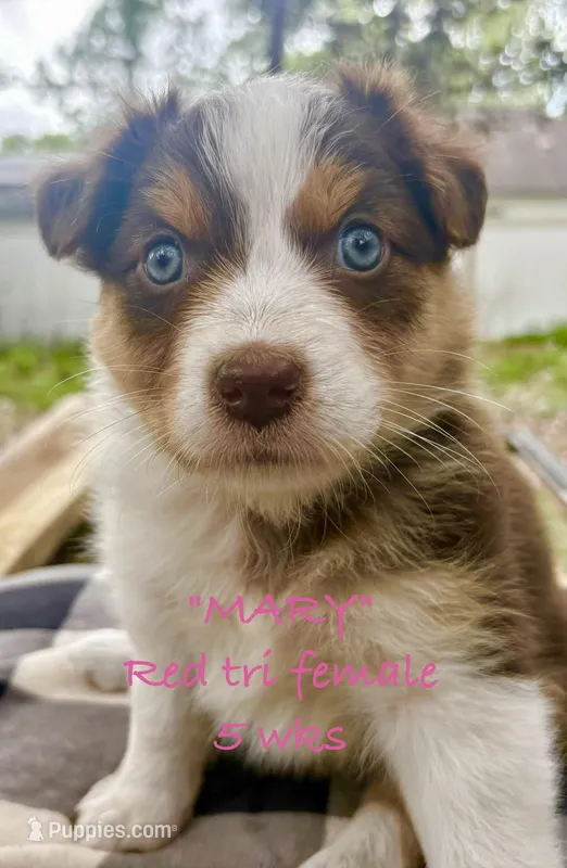 MARY – Australian Shepherd puppy for sale in Sanford, FL
