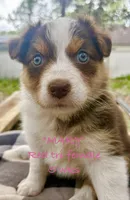 MARY, a female Australian Shepherd for sale in Sanford, FL – Photo 3 of 10