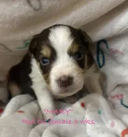 MARY, a female Australian Shepherd for sale in Sanford, FL – Photo 5 of 10
