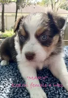 MARY, a female Australian Shepherd for sale in Sanford, FL – Photo 4 of 10