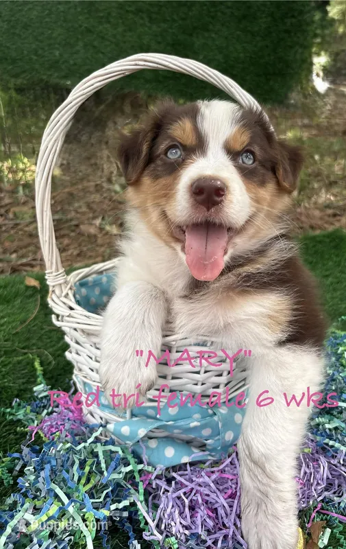 MARY – Australian Shepherd puppy for sale in Sanford, FL