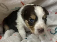 MARY, a female Australian Shepherd for sale in Sanford, FL – Photo 6 of 10