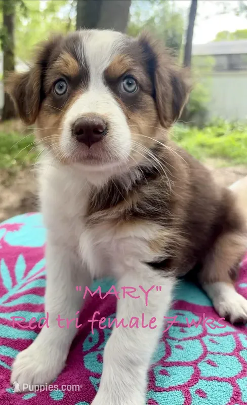 MARY – Australian Shepherd puppy for sale in Sanford, FL