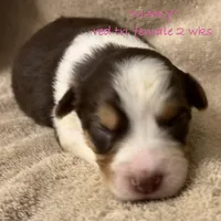 MARY, a female Australian Shepherd for sale in Sanford, FL – Photo 8 of 10