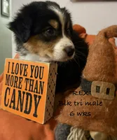 REX, a male Australian Shepherd for sale in Sanford, FL – 3 of 7