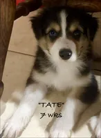 Tate, a male Australian Shepherd for sale in Sanford, FL – 5 of 10