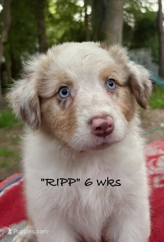 RIPP – Australian Shepherd puppy for sale in Sanford, FL