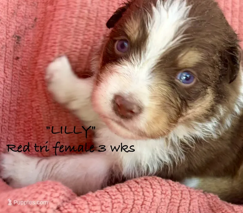 LILLY – Australian Shepherd puppy for sale in Sanford, FL