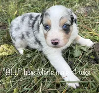 Blu, a male Australian Shepherd for sale in Sanford, FL – Photo 3 of 5