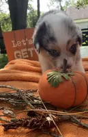 Blu, a male Australian Shepherd for sale in Sanford, FL – Photo 2 of 5