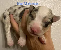 Blu, a male Australian Shepherd for sale in Sanford, FL – Photo 4 of 5