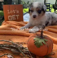 Blu, a male Australian Shepherd for sale in Sanford, FL – Photo 1 of 5