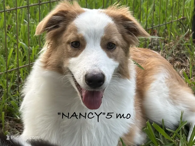 Nancy – Australian Shepherd puppy for sale in Sanford, FL