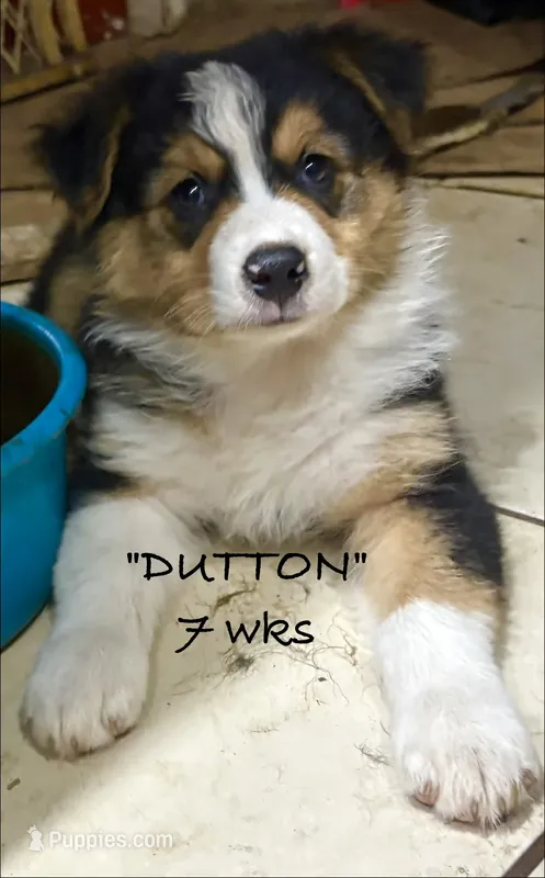 Dutton – Australian Shepherd puppy for sale in Sanford, FL
