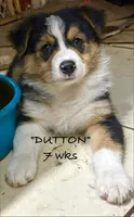 Dutton, a male Australian Shepherd for sale in Sanford, FL – 3 of 10