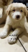 KASEY, a male Australian Shepherd for sale in Sanford, FL – 3 of 10