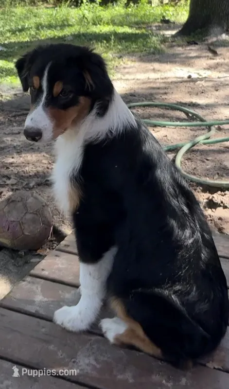 Dutton – Australian Shepherd puppy for sale in Sanford, FL