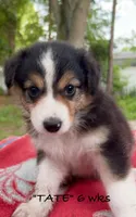 Tate, a male Australian Shepherd for sale in Sanford, FL – 7 of 10