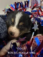 Cole, a male Australian Shepherd for sale in Sanford, FL – 3 of 6