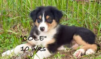 Cole, a male Australian Shepherd for sale in Sanford, FL – 1 of 10