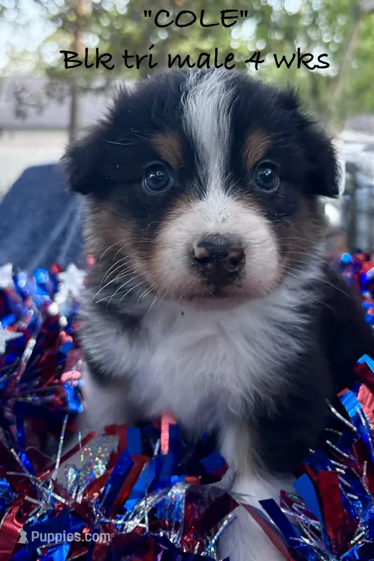 Cole – Australian Shepherd puppy for sale in Sanford, FL
