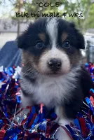 Cole, a male Australian Shepherd for sale in Sanford, FL – 8 of 10