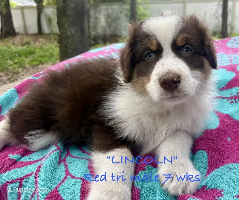 Lincoln – Australian Shepherd puppy for sale in Sanford, FL